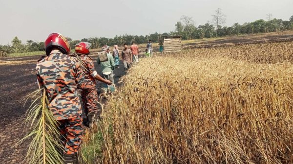 নাটোরের বাগাতিপাড়ায় গমের নাড়াতে লাগানো আগুনে পুড়লো ১০ বিঘা জমির ফসল। এতে ৮ জন কৃষক ক্ষতিগ্রস্ত হয়েছেন। বুধবার (৩ এপ্রিল) দুপুরে উপজেলার মাছিমপুর মাঠে এ ঘটনা ঘটে। পরে বাগাতিপাড়া ফায়ার সার্ভিসের একটি টিম ঘটনাস্থলে পৌঁছে আগুন নিয়ন্ত্রণে আনে।