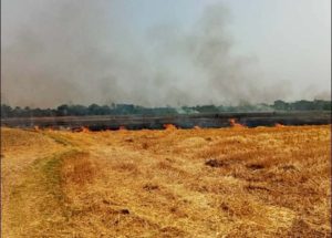 নাটোরের বাগাতিপাড়ায় গমের নাড়াতে লাগানো আগুনে পুড়লো ১০ বিঘা জমির ফসল। এতে ৮ জন কৃষক ক্ষতিগ্রস্ত হয়েছেন। বুধবার (৩ এপ্রিল) দুপুরে উপজেলার মাছিমপুর মাঠে এ ঘটনা ঘটে। পরে বাগাতিপাড়া ফায়ার সার্ভিসের একটি টিম ঘটনাস্থলে পৌঁছে আগুন নিয়ন্ত্রণে আনে।