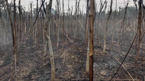 নাটোরের বড়াইগ্রামে বাগডম এলাকায় পানের বরজে আগুন লাগার ঘটনা ঘটেছে। আগুন নিয়ন্ত্রণে স্থানীয়দের পাশাপাশি কাজ করেছে বনপাড়া ফায়ার সার্ভিসের সদস্যরা শনিবার (১১মে) দুপুর ১ টা দিকে এ অগ্নিকাণ্ডের ঘটনা ঘটে।