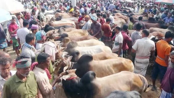 নওগাঁর মান্দা উপজেলার চৌবাড়িয়া পশুর হাটে অতিরিক্ত খাজনা আদায়ের ৫০ হাজার টাকা জরিমানা করেছে মোবাইল কোর্ট।  আজ শুক্রবার (১৪ জুন) গরু প্রতি বিক্রেতার কাছ থেকে ১৫০ টাকা ও ক্রেতাদের কাছ থেকে ৯০০-১০০০ টাকা পর্যন্ত খাজনা আদায় করছেন। এদিকে ছাগল প্রতি বিক্রেতার কাছ থেকে ১০০টাকা এবং ক্রেতার কাছ থেকে ৫০০ টাকা নেয় কিন্তু তারা টাকা নিয়ে ক্রেতাদের কোন রশিদ দেয় নাই।