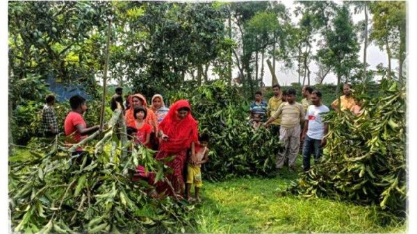 রাজশাহী বাগমারায় পূর্ব শত্রুতার জেরধরে পাঁচটি আমরূপালী জাতের ফলন্ত আম গাছ কেটে ফেলেছে দুস্কৃতকারীরা। ঘটনাটি ঘটেছে গনিপুর ইউনিয়নের তাহির একডালা গ্রামে। এ ঘটনায় এলাকায় আতঙ্কে রয়েছেন বাগান মালিকরা। স্থানীয়রা বলাবলি করছেন আম গাছের সাথে এ কেমন শত্রুতা।