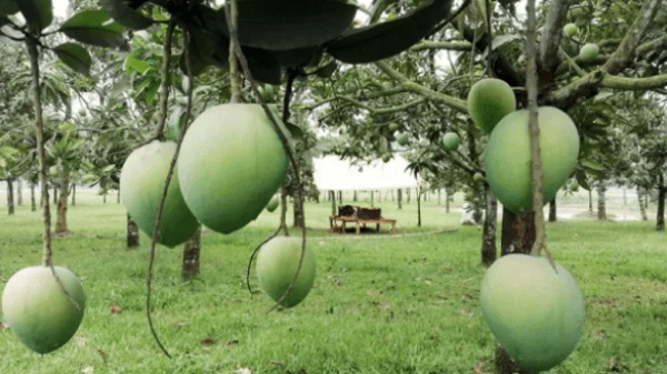 রংপুরের বাজারে উঠতে শুরু করেছে সুস্বাদু হাঁড়িভাঙা আম। আনুষ্ঠানিকভাবে বাজারজাতকরণের আগেই রংপুরের বিভিন্ন বাজারে বিক্রি শুরু হয়েছে স্বাদে-গন্ধে অতুলনীয় জিআই পণ্য হিসেবে স্বীকৃত এই আম। তবে বাজারে বিক্রি হচ্ছে কিছুটা চড়া দামে।