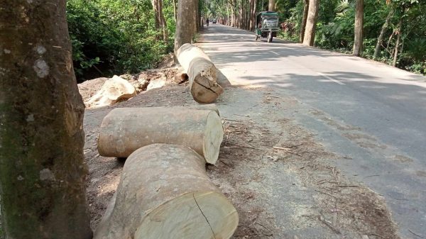 পিরোজপুরের ইন্দুরকানীতে মহাসড়কের পাশে বন বিভাগের ৫টি গাছ অবৈধভাবে কাটা হলেও কোনো ব্যবস্থা নেয়নি পিরোজপুর বন বিভাগ কতৃপক্ষ। এ অবৈধ ভাবে গাছ কাটার সাথে ইন্দুরকানী উপজেলা আওয়ামীলীগের এক নেতা জড়িত থাকায় ব্যবস্থা নিচ্ছে না পিরোজপুর বন বিভাগ বলে অভিযোগ উঠেছে।